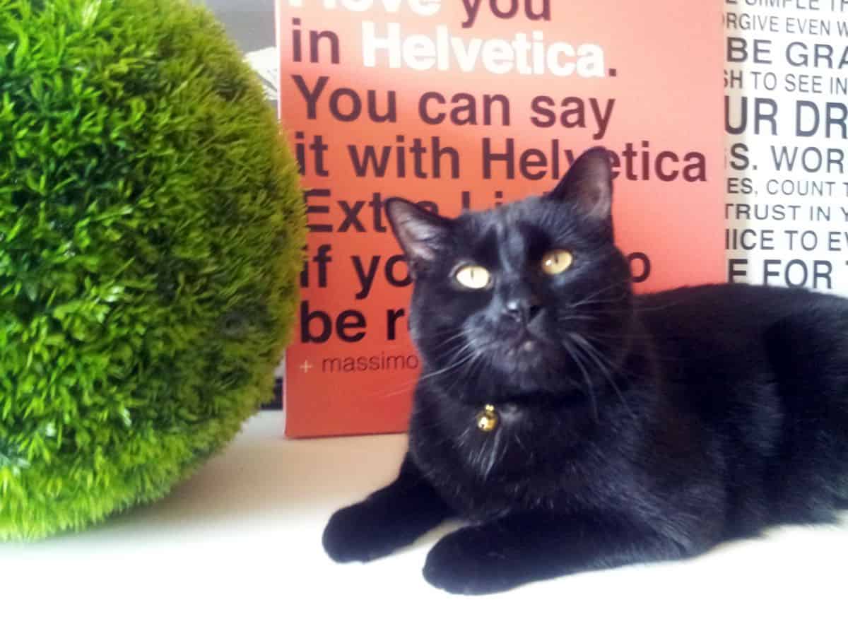 A black cat sits in front of an orange sign that said “You can say it with Helvetica” in Helvetica font.